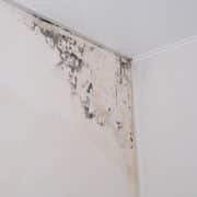 Does Homeowner’s Insurance Cover Mold Damage?