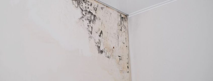 Does Homeowner’s Insurance Cover Mold Damage?